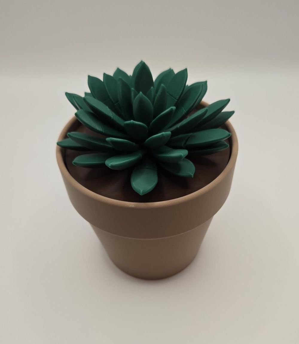 Succulent Pushpin Display